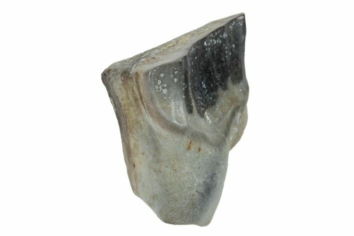 Fossil Ceratopsian Dinosaur Tooth - Judith River Formation #260336